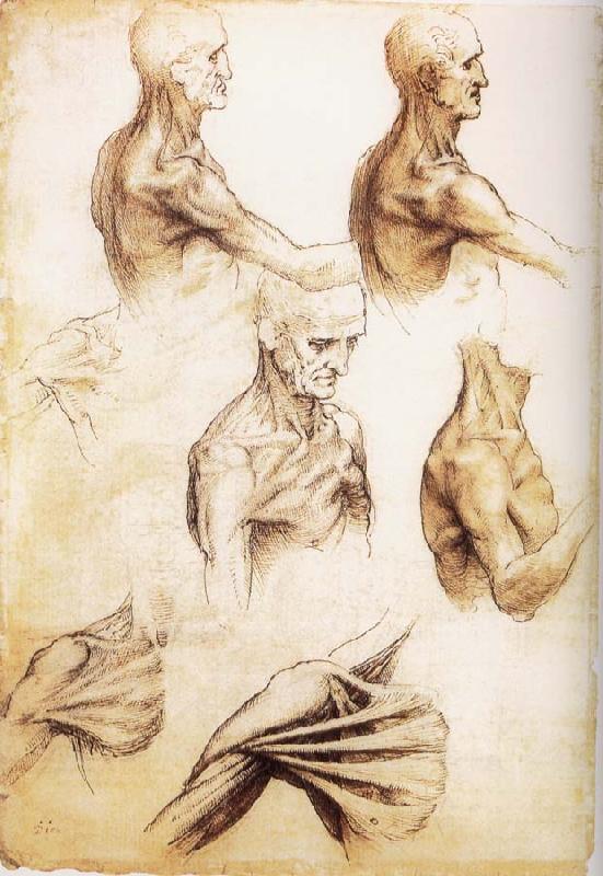 LEONARDO da Vinci Waiter flat anatomy of the shoulder France oil painting art